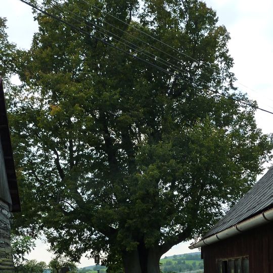 Kobza lime tree in Francova Lhota