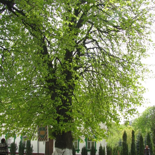 Kytaivska Street Trees