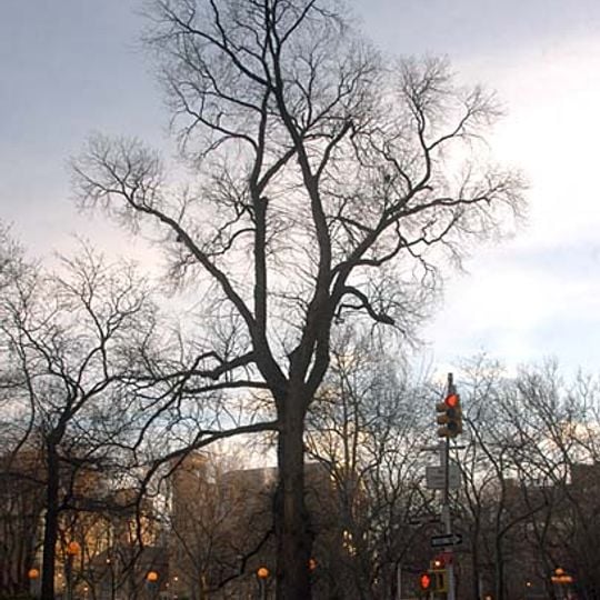 Olmo de los ahorcados