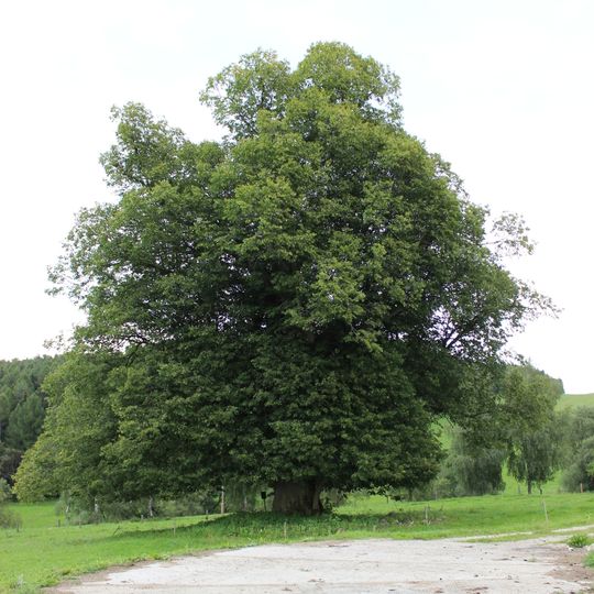 Vlastějovská lípa