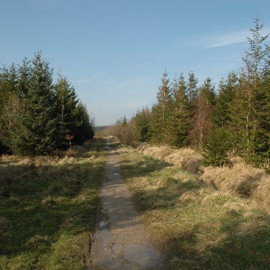 Gisburn Forest