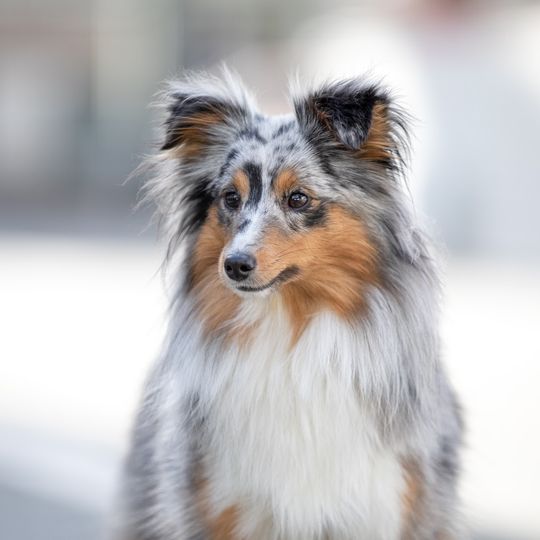 Société centrale canine