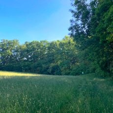 5 Eichen mit Vogelschutzgehölz