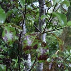 Colac Botanic Gardens