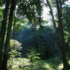 Parque nacional de Gunung Palung