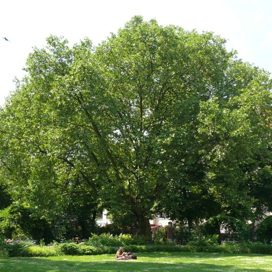 Platane Savignyplatz
