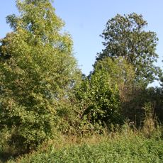 Pozostałości parku