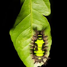 Mata das Flores State Park