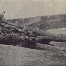 Komenského lípa (Babí)