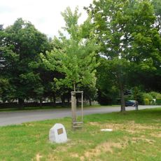 Strom Olgy Havlové ve Světlé nad Sázavou