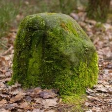 Forstgrenzsteine Heilstättenstraße 130 in Zirndorf