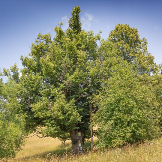 Lípa u kříže pod Annenskou studánkou