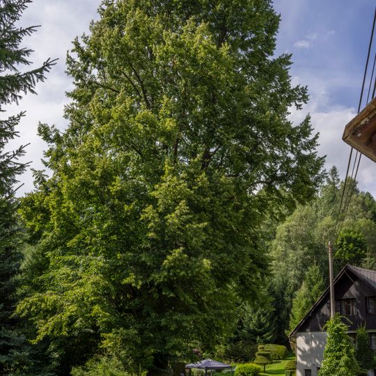 Lípa v Nových Losinách