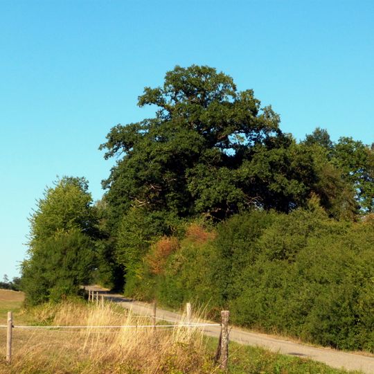 1 Eiche unterhalb Lixhof