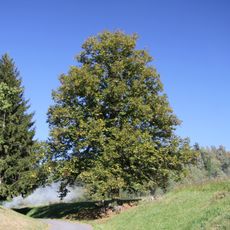 Lípa v Horním Záblatí