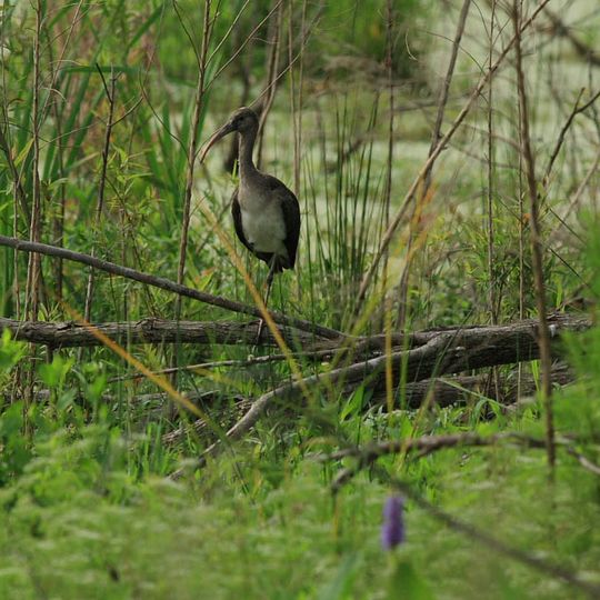 Harris Neck National Wildlife Refuge
