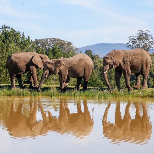 Knysna Elephant Park