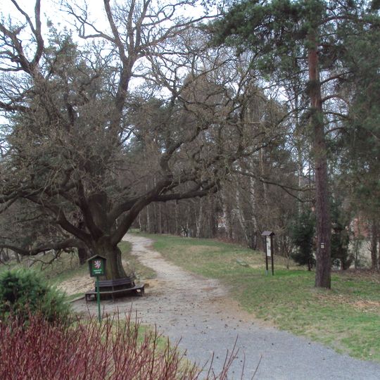 Dub ve Starých Splavech