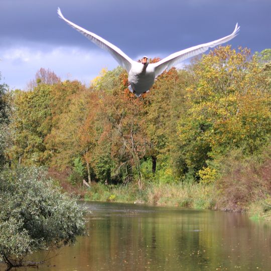 Rheinniederung Wyhl-Weisweil