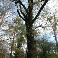 Naturdenkmal  [[Eichen|Eiche]]-[[Stieleiche]] (''Quercus robur'') Nr. 7 Ostrower Damm in Mitte