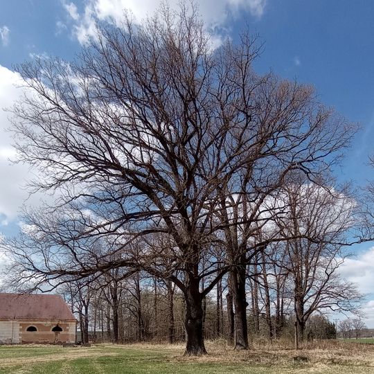 Památný dub letní severozápadně od Munického rybníka I