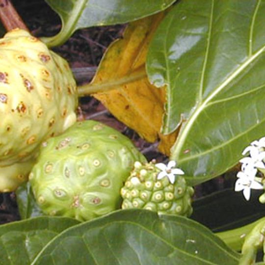 Jardín botánico de Pinar del Río
