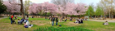 Panoramic View 1