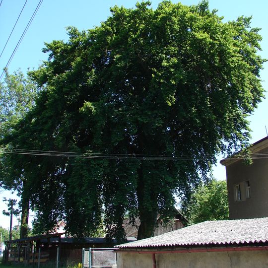 Buk za dráhou v Kostelci n. Orlicí