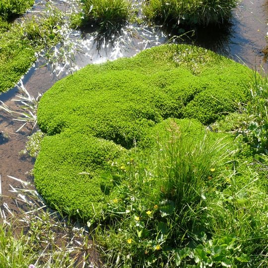 Jardín Botánico Georgeson