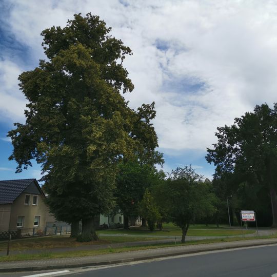 Winterlinde Nähe Ruhlander Straße Nr. 7 in Jannowitz