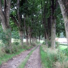 Klenová alej u Koječína