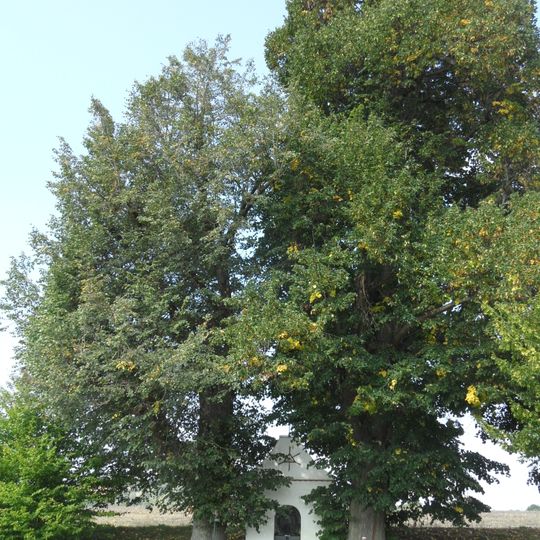 Lípy malolisté u kapličky