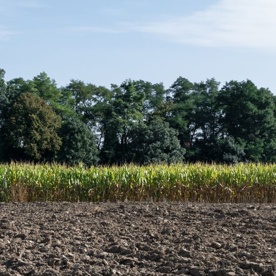 Oak and maple alley in Boleścin