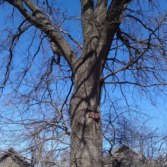 Quercus Robur, Khorol, Nebesnoi Sotni Street