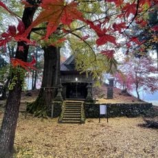桑野本の大イチョウ