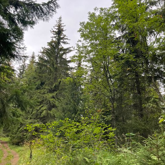 Посадки пихты, лиственницы, клена, сирени