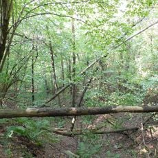 Rezerwat przyrody Dolina Wkry