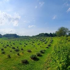Lawendowe Muzeum Żywe im. Jacka Olędzkiego
