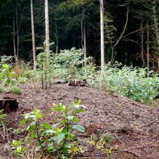 Grabhügelgruppe Neuröllwald, Zabernegg