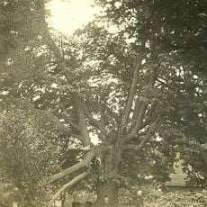 Lípa v Pusté Rybné