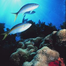 Florida Keys National Marine Sanctuary