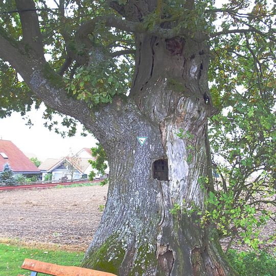 Stiel-Eiche im Gewann Kirchenesch in Ahlen