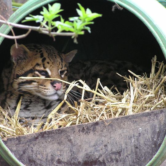 Uilen- en Dierenpark De Paay