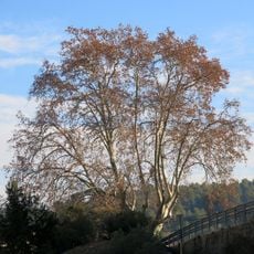 Plàtan d'en Gibert