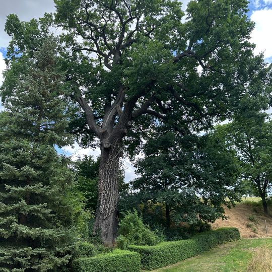 Stieleiche in Burkhardswalde