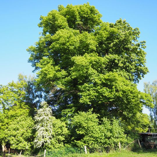 Winter-Linde Alt-Lankwitz 53/55/57