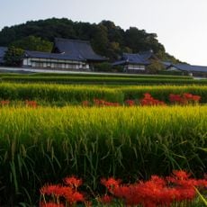 Tachibana-dera