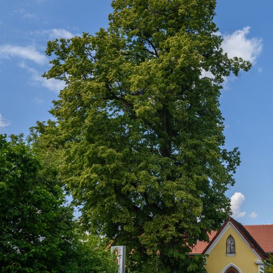 Kapellenlinden von Ruhsam