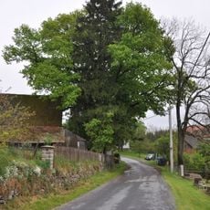 Dub u Navrátilů v Mrchojedech