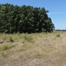 Голубіївський ліс